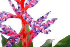 Aechmea Blue Rain - Kokerbromelia - P12 H55 - Roze-Paars - Kamerplant 8 Aechmea Blue Rain - Kokerbromelia - P12 H55 - Roze-Paars - Kamerplant -Pokon Winkel aechmea blue rain kokerbromelia p12 h55 roze paars 6