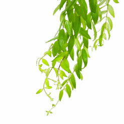 Aeschynanthus Japhrolepis - Lipstickplant - In Hangpot - P15 H20 - Kamerplant -Pokon Winkel aeschynanthus japhrolepis lipstickplant in hangpot p15 6