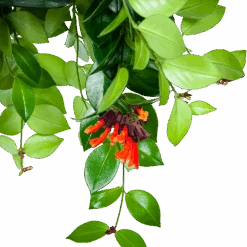 Aeschynanthus Monalisa - Lipstickplant - In Hangpot - P15 H20 - Kamerplant -Pokon Winkel aeschynanthus monalisa lipstickplant in hangpot p15 5