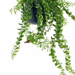 Voorkant -Pokon Winkel aeschynanthus twister lipstickplant in hangpot p15 5 1 1