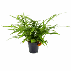 Aglaomorpha Jim - P17 H45 - Kamerplant