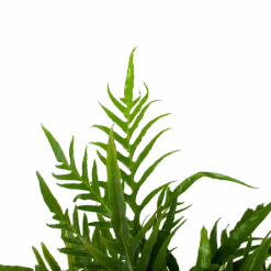 Aglaomorpha Jim - P17 H45 - Kamerplant 8 Aglaomorpha Jim - P17 H45 - Kamerplant -Pokon Winkel aglaomorpha jim p17 h45 3