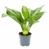 Aglaonema Freedman - P17 H60 - Kamerplant -Pokon Winkel aglaonema freedman p17 h60 1 1