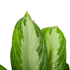 Aglaonema Freedman - P17 H60 - Kamerplant -Pokon Winkel aglaonema freedman p17 h60 6 1