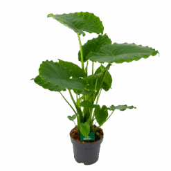 Alocasia Gageana California - Olifantsoor - P21 H85 - Kamerplant