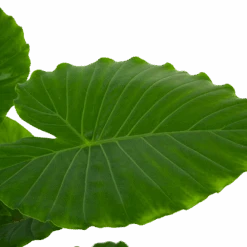 Alocasia Gageana California - Olifantsoor - P21 H85 - Kamerplant -Pokon Winkel alocasia gageana california olifantsoor p21 h85 6 1
