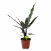 Alocasia Lauterbachiana - Olifantsoor - P19 H70 - Kamerplant 2 Alocasia Lauterbachiana - Olifantsoor - P19 H70 - Kamerplant -Pokon Winkel alocasia lauterbachiana olifantsoor p19 h70 1