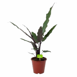 Alocasia Lauterbachiana - Olifantsoor - P19 H70 - Kamerplant