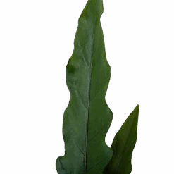 Alocasia Lauterbachiana - Olifantsoor - P19 H70 - Kamerplant -Pokon Winkel alocasia lauterbachiana olifantsoor p19 h70 4