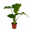 Alocasia Portodora - Olifantsoor - P21 H90 - Kamerplant -Pokon Winkel alocasia portodora olifantsoor p21 h90 1