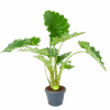 Alocasia Portodora - Olifantsoor - P35 H135 - Kamerplant