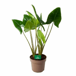 Alocasia Zebrina - Olifantsoor - P24 H90 - Kamerplant