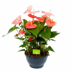Anthurium Andreanum - Flamingoplant - P30 H80 Roze - Kamerplant