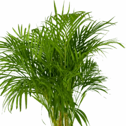 Areca - Goudpalm - P24 H140 - Kamerplant -Pokon Winkel areca goudpalm p24 h140 kamerplant 3