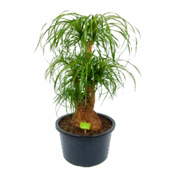 Beaucarnea Recurvata - Vertakt - Olifantenpoot - P38 H110 - Kamerplant