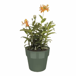 Bloempot Elho B.for Original Rond 25cm - Bladgroen -Pokon Winkel bfor original rond 25cm bloempot bladgroen 5 8