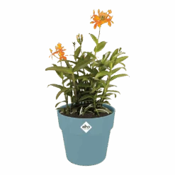 Bloempot Elho B.for Original Rond 30cm -Duifblauw -Pokon Winkel bfor original rond bloempot duifblauw 3 1