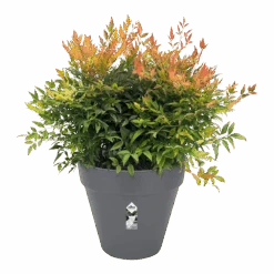 Bloempot Elho Loft Urban Rond 60cm - Antraciet -Pokon Winkel bloempot elho loft urban rond antraciet bloempot antraciet 3 2