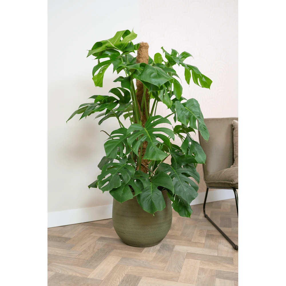 Bloempot Lydia - D26 X H26cm - Shiny Green 4 Bloempot Lydia - D26 X H26cm - Shiny Green - Afbeelding 2