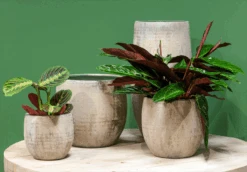 Bloempot Steef Hoog - D26 X H50cm - Creme Groen -Pokon Winkel bloempot steef d26 h50 creme groen bloempot 6 6