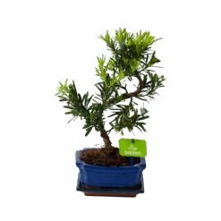 Bonsai Podocarpus Chinensis - P16 H30 - Kamerplant