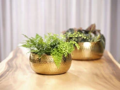 Plantenschaal Kody - D24 X H11cm - Goud -Pokon Winkel bowl kody gold d24 h11 schaal 7 12