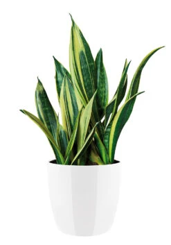 Bloempot Elho Brussels Diamond Rond 25cm - Wit 8 Bloempot Elho Brussels Diamond Rond 25cm - Wit -Pokon Winkel brussels diamond rond 25cm bloempot wit 6 20