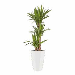 Bloempot Elho Brussels Diamond Rond Hoog 27cm - Wit 7 Bloempot Elho Brussels Diamond Rond Hoog 27cm - Wit -Pokon Winkel brussels diamond rond hoog 27cm bloempot wit 6 5