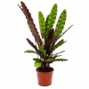Calathea Insigne - Livingplant - P17 H65 - Kamerplant -Pokon Winkel calathea insigne livingplant p17 h65 4