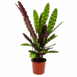 Calathea Insigne - Livingplant - P17 H65 - Kamerplant