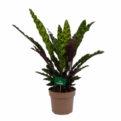 Calathea Insigne - Livingplant - P21 H60 - Kamerplant