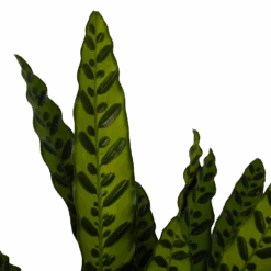 Uitgelichte producten -Pokon Winkel calathea insigne livingplant p21 h60 3