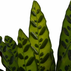 Calathea Insigne - Livingplant - P21 H60 - Kamerplant -Pokon Winkel calathea insigne livingplant p21 h60 4