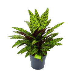 Calathea Insigne - Livingplant - P27 H80 - Kamerplant