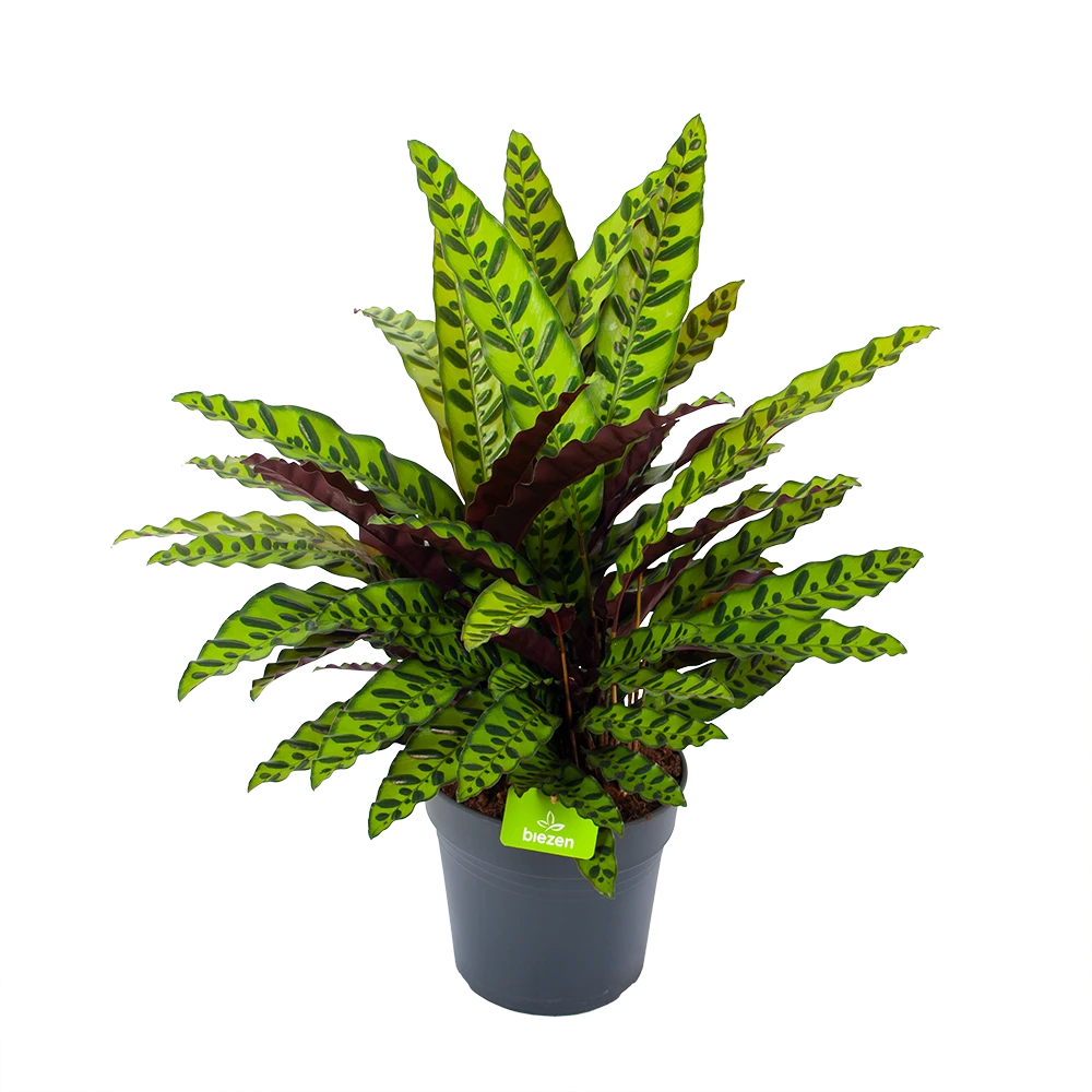 Calathea Insigne - Livingplant - P27 H80 - Kamerplant 3 Calathea Insigne - Livingplant - P27 H80 - Kamerplant