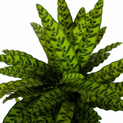 Uitgelichte producten -Pokon Winkel calathea insigne livingplant p27 h80 5 3