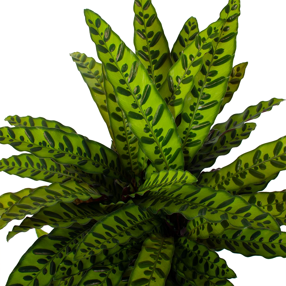 Calathea Insigne - Livingplant - P27 H80 - Kamerplant 4 Calathea Insigne - Livingplant - P27 H80 - Kamerplant - Afbeelding 2
