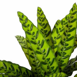 Calathea Insigne - Livingplant - P27 H80 - Kamerplant 8 Calathea Insigne - Livingplant - P27 H80 - Kamerplant -Pokon Winkel calathea insigne livingplant p27 h80 6 3