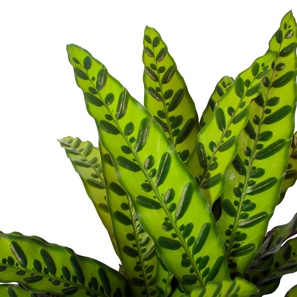 Calathea Insigne - Livingplant - P27 H80 - Kamerplant 5 Calathea Insigne - Livingplant - P27 H80 - Kamerplant - Afbeelding 3