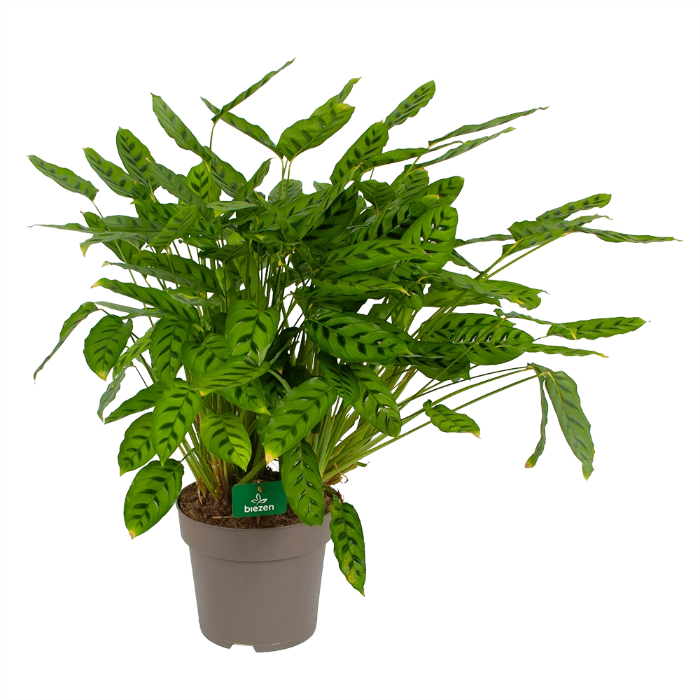 Calathea Leopardina - Schaduwplant - P27 H90 - Kamerplant 3 Calathea Leopardina - Schaduwplant - P27 H90 - Kamerplant