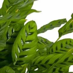 Uitgelichte producten -Pokon Winkel calathea leopardina schaduwplant p27 h90 kamerplant 3