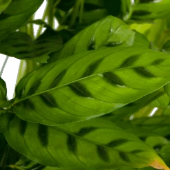 Calathea Leopardina - Schaduwplant - P27 H90 - Kamerplant 8 Calathea Leopardina - Schaduwplant - P27 H90 - Kamerplant -Pokon Winkel calathea leopardina schaduwplant p27 h90 kamerplant 4