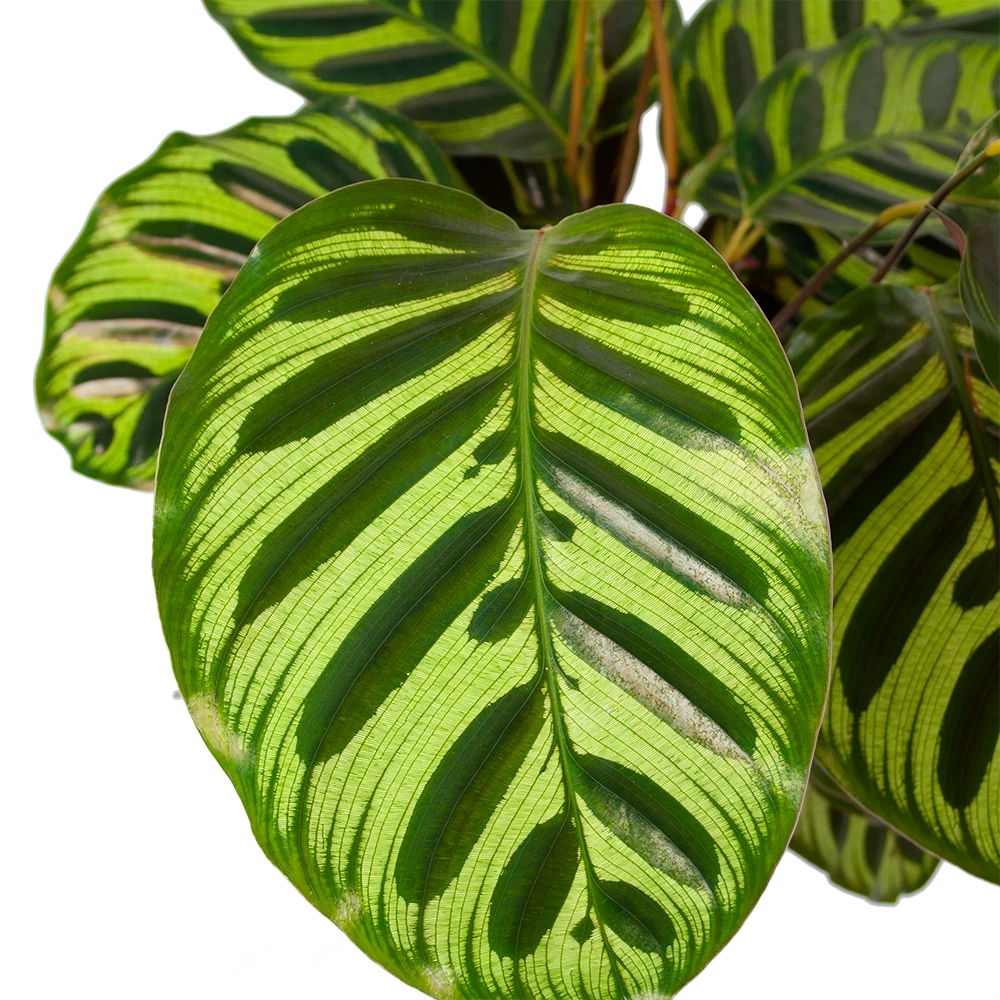 Calathea Makoyana - Pauwenplant - P17 H65 - Kamerplant 4 Calathea Makoyana - Pauwenplant - P17 H65 - Kamerplant - Afbeelding 2