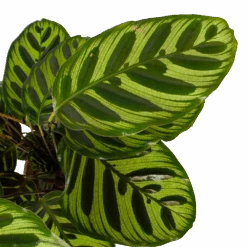 Calathea Makoyana - Pauwenplant - P17 H65 - Kamerplant 8 Calathea Makoyana - Pauwenplant - P17 H65 - Kamerplant -Pokon Winkel calathea makoyana pauwenplant p17 h65 6 2