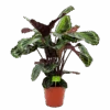 Calathea Medaillon - Schaduwplant - P19 H75 - Kamerplant -Pokon Winkel calathea medaillon schaduwplant p19 h75 4