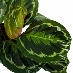 Uitgelichte producten -Pokon Winkel calathea medaillon schaduwplant p19 h75 5