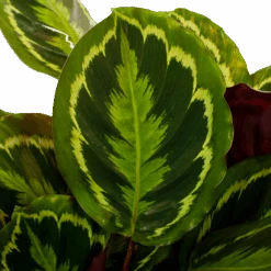 Uitgelichte producten -Pokon Winkel calathea medaillon schaduwplant p27 h90 5 1