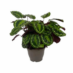 Calathea Medaillon - Schaduwplant - P32 H80 - Kamerplant -Pokon Winkel calathea medaillon schaduwplant p32 h80 2
