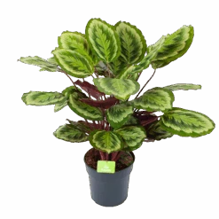 Calathea Mysty - Livingplant - P27 H80 - Kamerplant