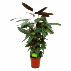 Calathea Oppenheimiana - Pauwenplant - P21 H105 - Kamerplant